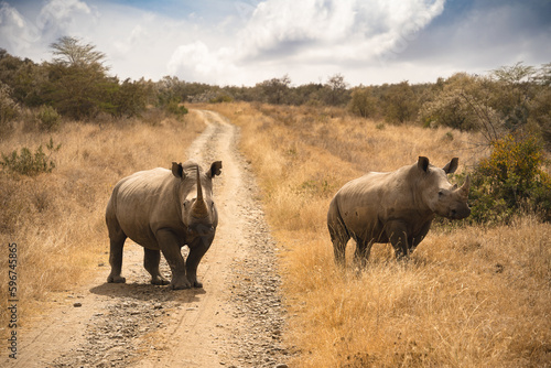 Wildlife in Nakuru National Park, Kenya