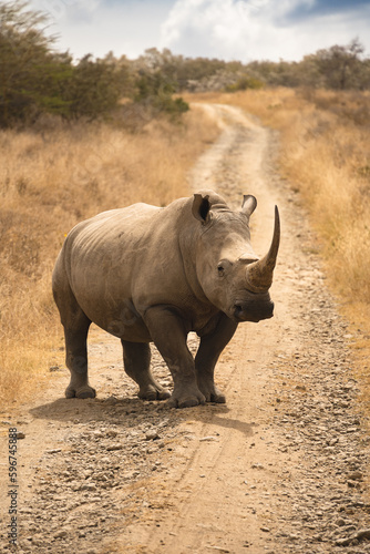 Wildlife in Nakuru National Park, Kenya © mehdi33300