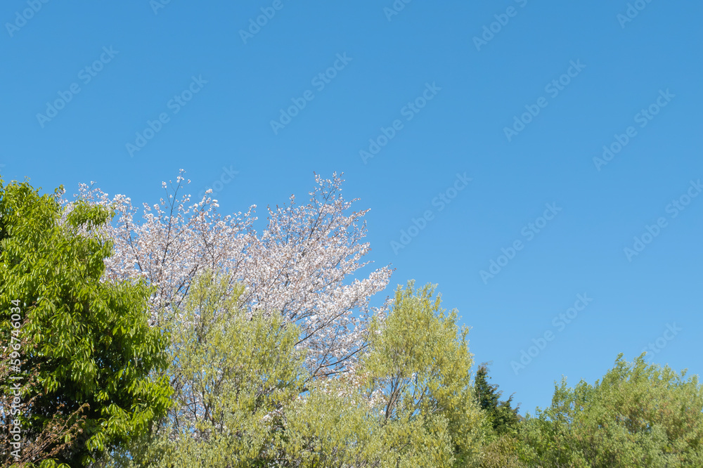 晴れ渡る春の日　青空と新緑の木々