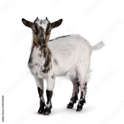 Cute white with brown Pygmy goat, standing side ways facing camera. Looking straight towards camera showing both eyes. Isolated on a white background.
