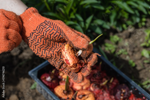 the hand plants bulbs of flowers in the soil. Hand holding a gladiolus bulb before planting in the ground