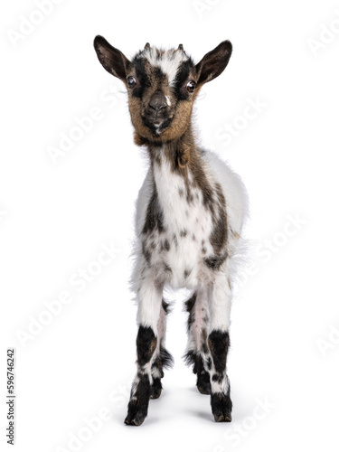 Cute white with brown Pygmy goat, standing facing front. Looking straight towards camera showing both eyes. Isolated on a white background.