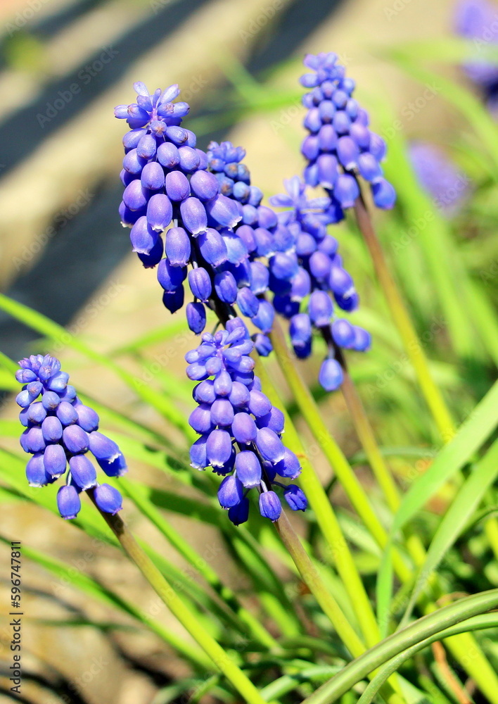 Muscári. Small delicate blue perennial Muscari flowers. Viper onion, or Mouse hyacinth. Vertical spring postcard. Muscári. Small delicate blue perennial Muscari flowers. Viper onion, or Mouse hyacinth. Vertical spring postcard.