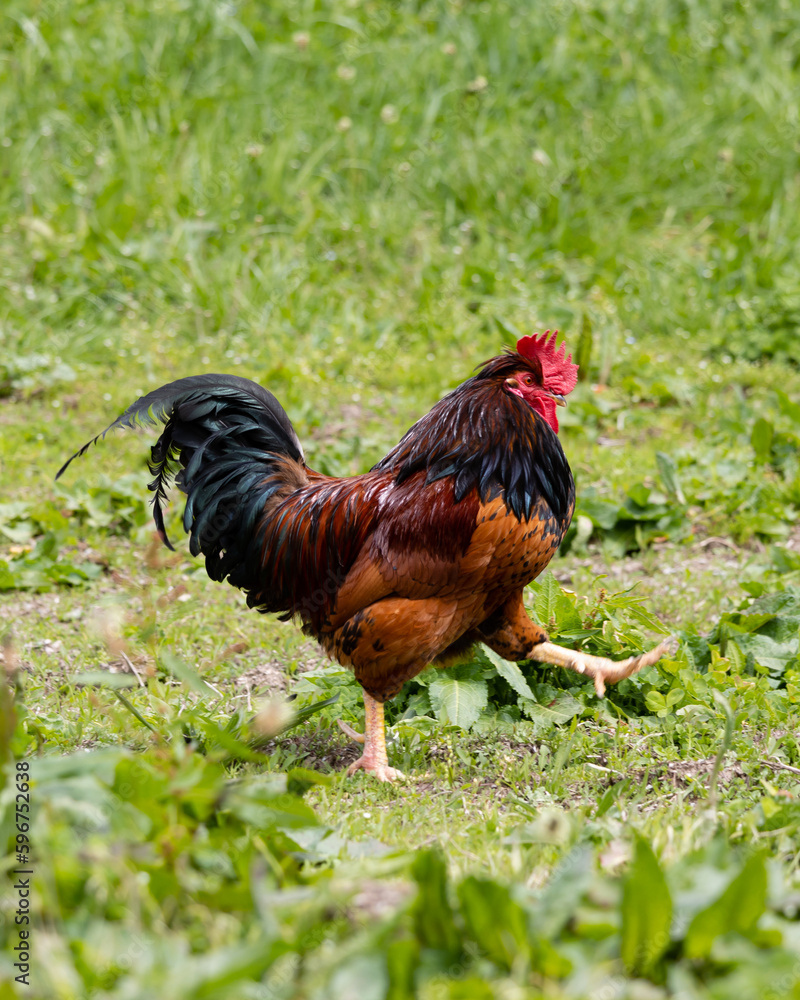Fototapeta premium Cock in a farm in Asturias, Spain