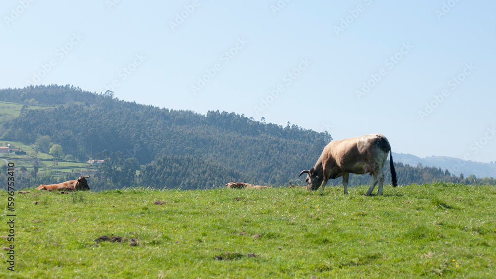 Fototapeta premium Vaca marrón en pradera verde de Asturias