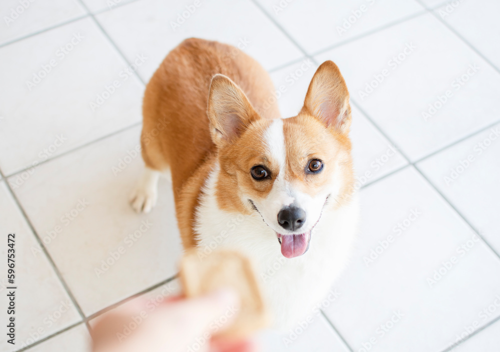 Portrait of Pembroke Welsh Corgi. Portrait of the dog looking at the camera. Hand offers a treat to a dog