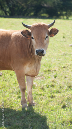 Vaca marrón en pradera verde de Asturias