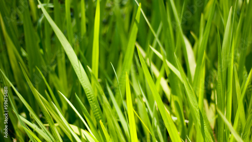 Hojas verdes brillantes de hierba silvestre
