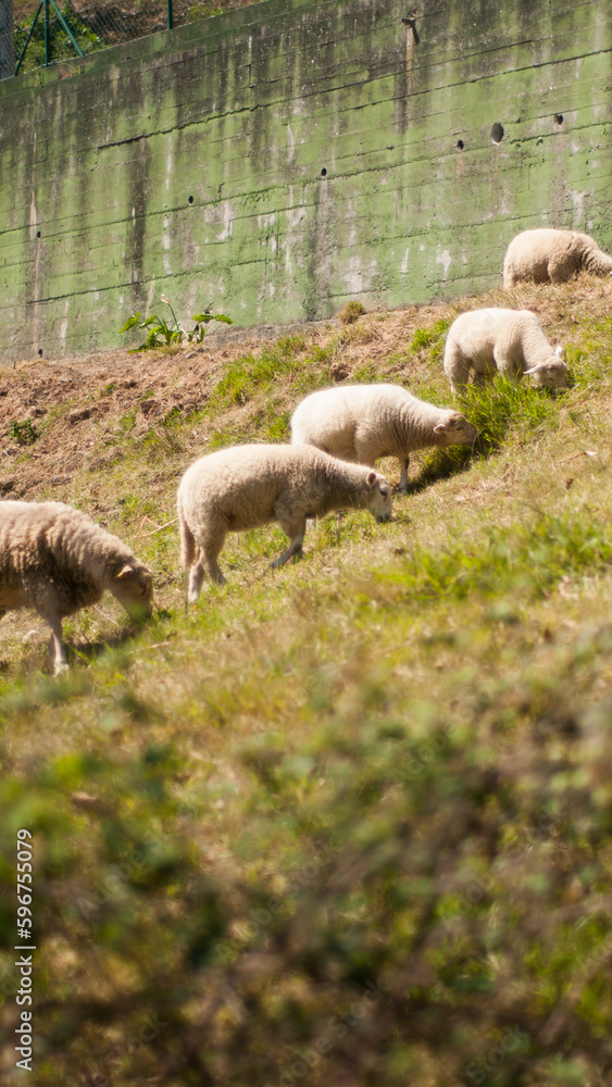 Rebaño de ovejas en ladera seca de finca