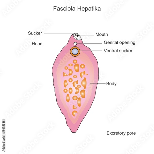 Fasciola hepatica. Structure of liver fluke.Parasitic trematode.vector illustration. photo