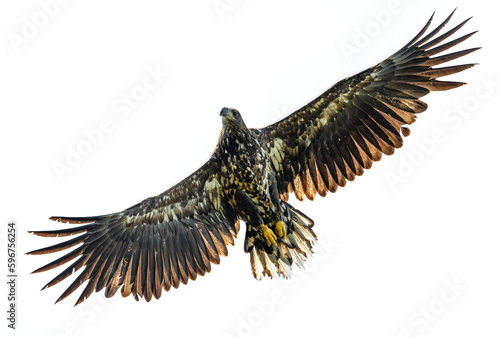 Young White-tailed eagle in flight isolated