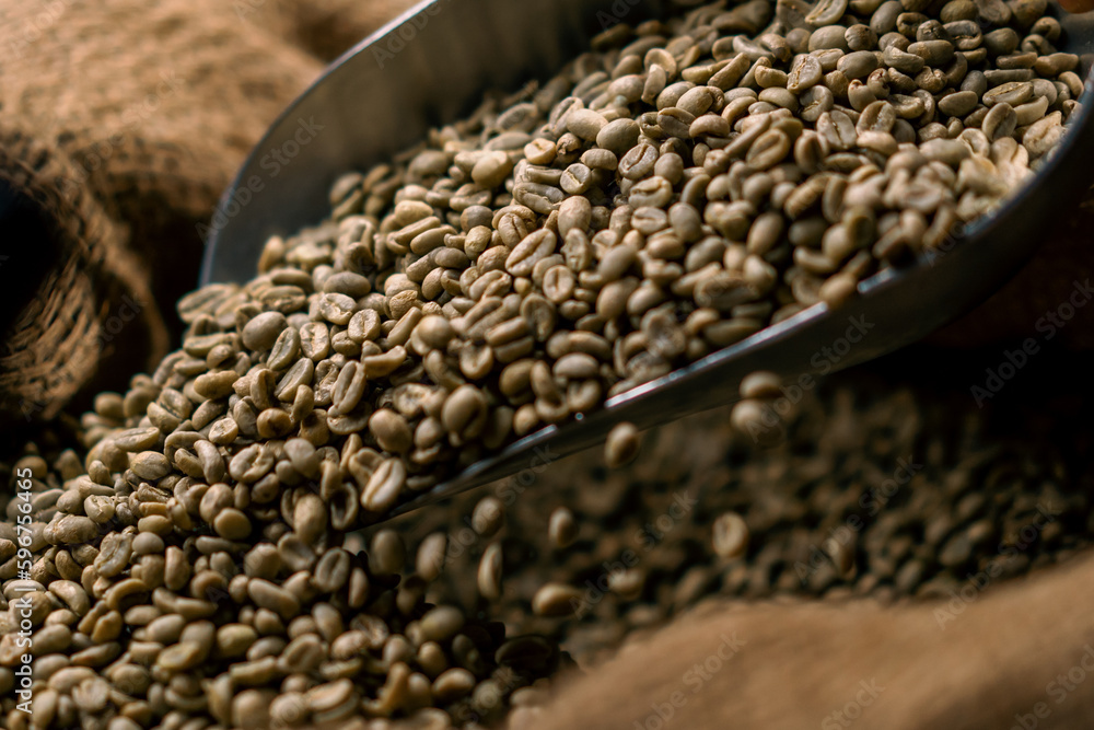Obraz premium close up of green raw coffee beans lie in a bag with a spatula before roasting coffee industry and production concept