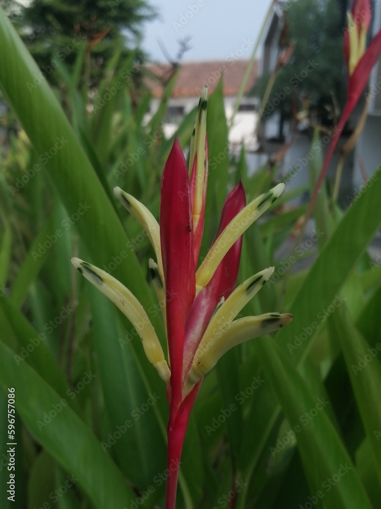 Obraz premium Photograph of plants surrounded with green leaves in the garden.
