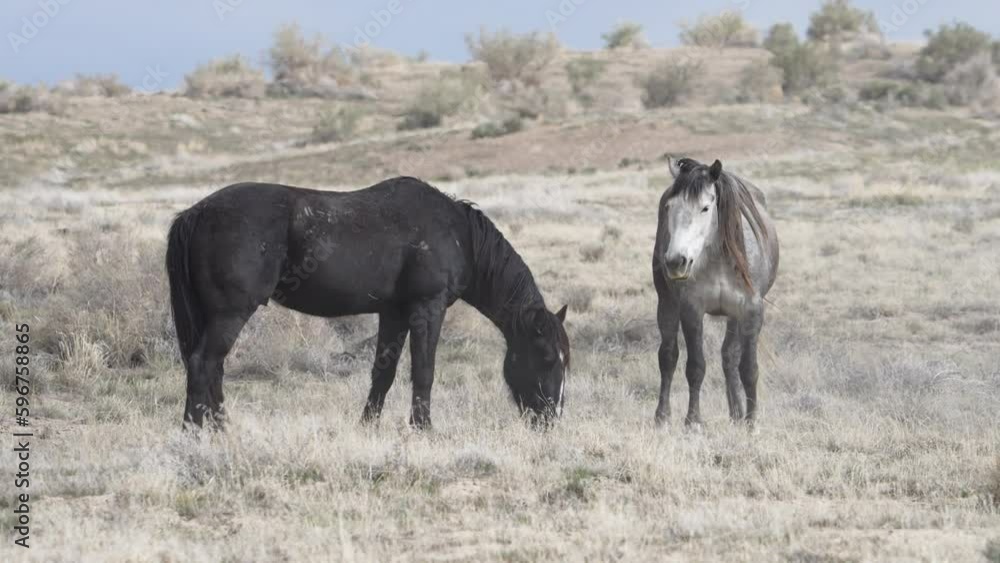 Horses from the South group of the Onaqui wild horse herd in the West desert of Utah. Horses from the South group of the Onaqui wild horse herd in the West desert of Utah.