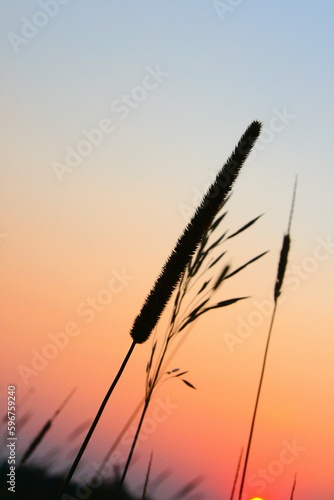 Silhouetted grass in the sunset