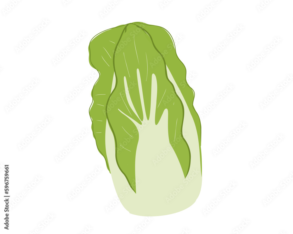 Chinese cabbage isolated on white background. Vector illustration Chinese cabbage isolated on white background. Vector illustration
