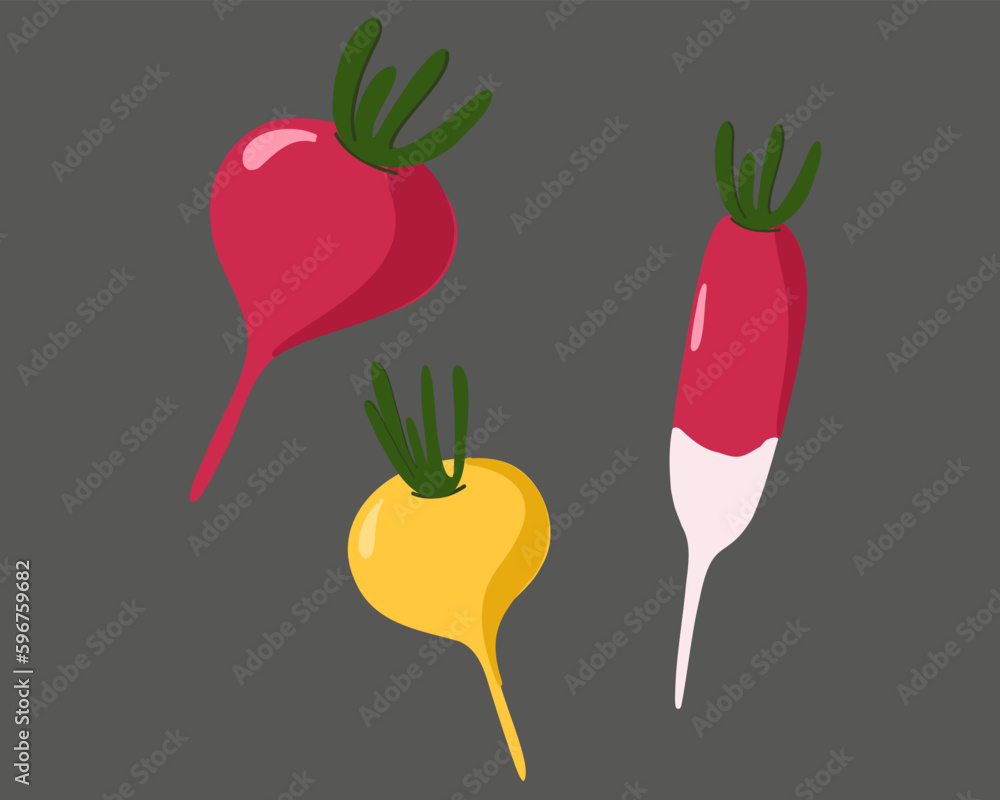Set of radishes. Vector illustration Set of radishes. Vector illustration