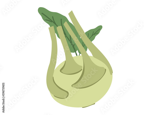 Kohlrabi cabbage isolated on white background. Vector illustration