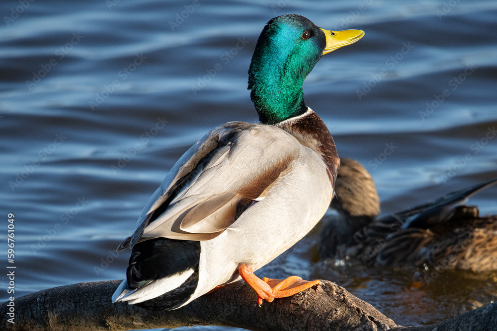 Obraz premium Anas platyrhynchos male is a mediterranean duck in aiguamolls emporda girona catalonia spain