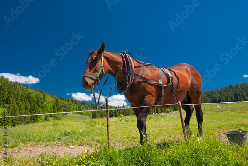 Bacówka nad Dursztynem. Piękny koń stojący na zielonej trawie na tle błękitnego nieba. 