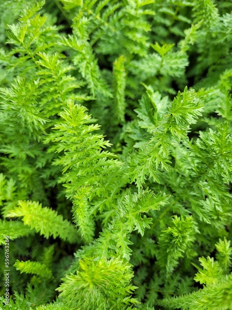 Carrot tops. Close up of Green Grass. Green Nature Background. 