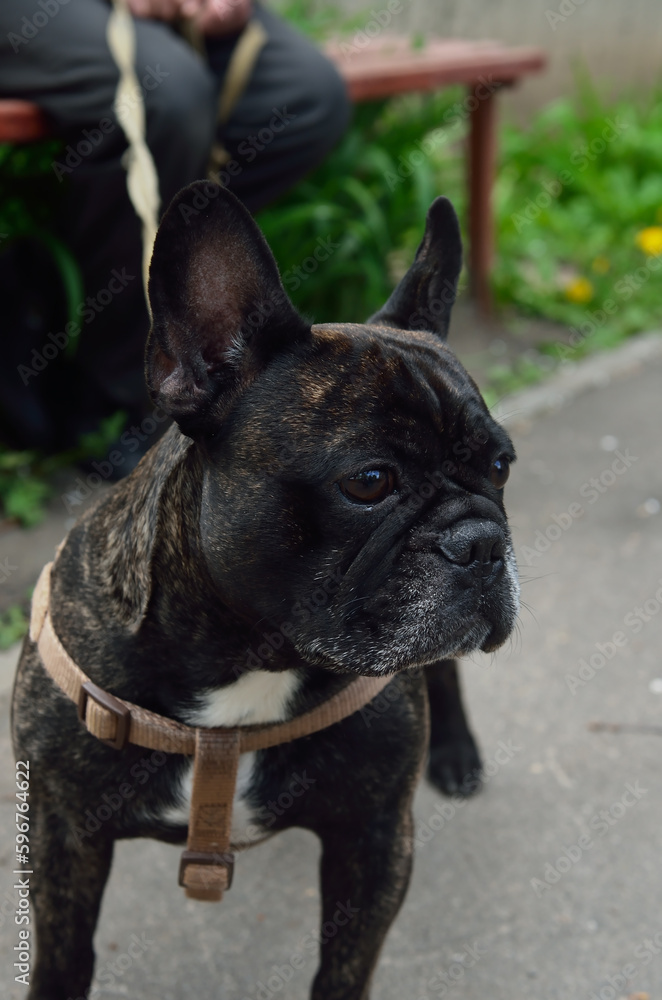 profile photo of an adult french bulldog outdoors