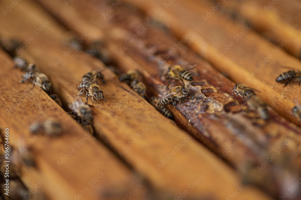 A future without bees would really sting. Closeup shot of a beehive. A future without bees would really sting. Closeup shot of a beehive.