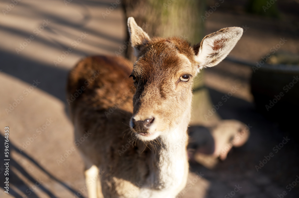 Fototapeta premium portrait of a deer in the woods