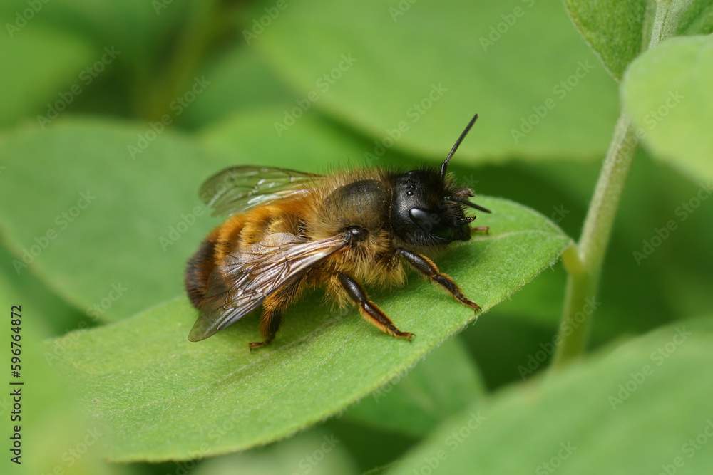 Closeup on a fresh emerged female red mason bee, Osmua rufa sitting on a green leaf Closeup on a fresh emerged female red mason bee, Osmua rufa sitting on a green leaf