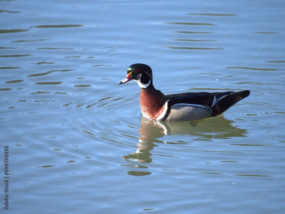 Obraz premium Wood Ducks