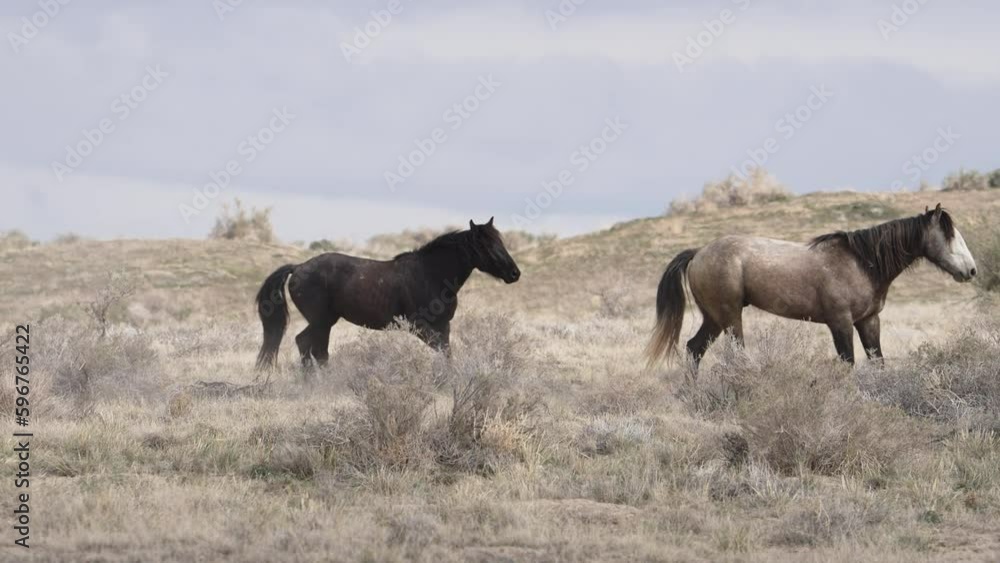 Horses from the South group of the Onaqui wild horse herd in the West desert of Utah. Horses from the South group of the Onaqui wild horse herd in the West desert of Utah.