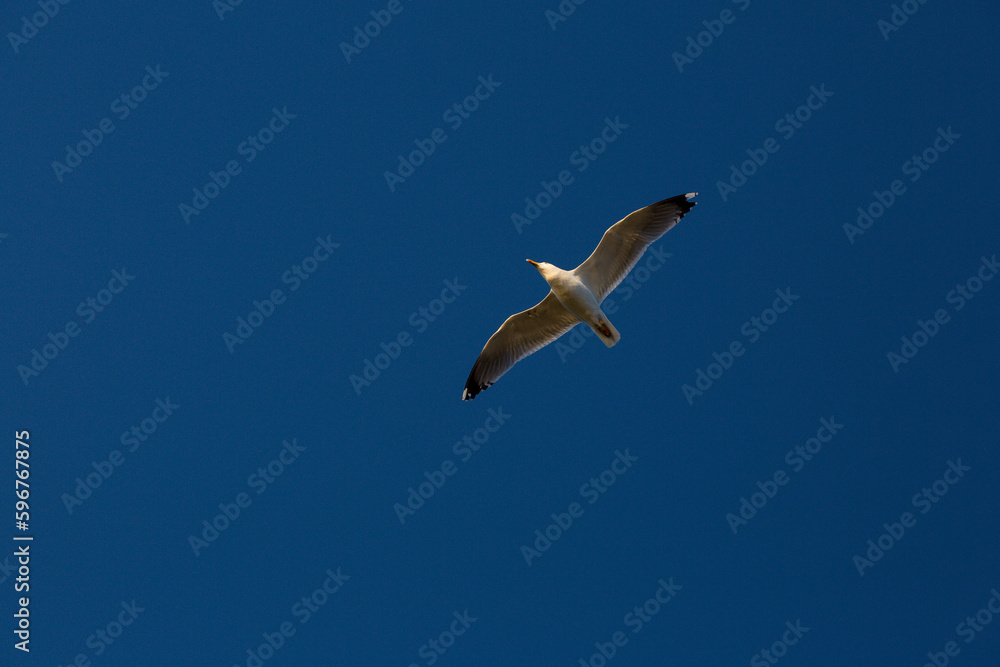 Obraz premium seagulls flying over the sea and under the blue sky