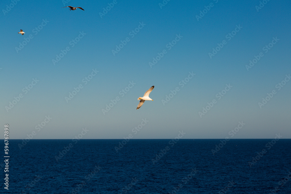 Fototapeta premium seagulls flying over the sea and under the blue sky