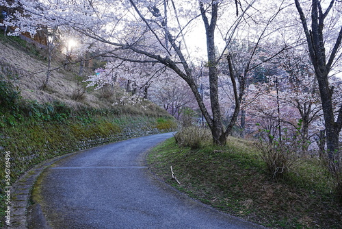 Yoshino-yama or Mount Yoshino in Nara, Japan. Pink Sakura or Cherry Blossoms Flower blooming in Spring Season. Japan's most Famous Viewing Spot - 日本 奈良 吉野山 桜