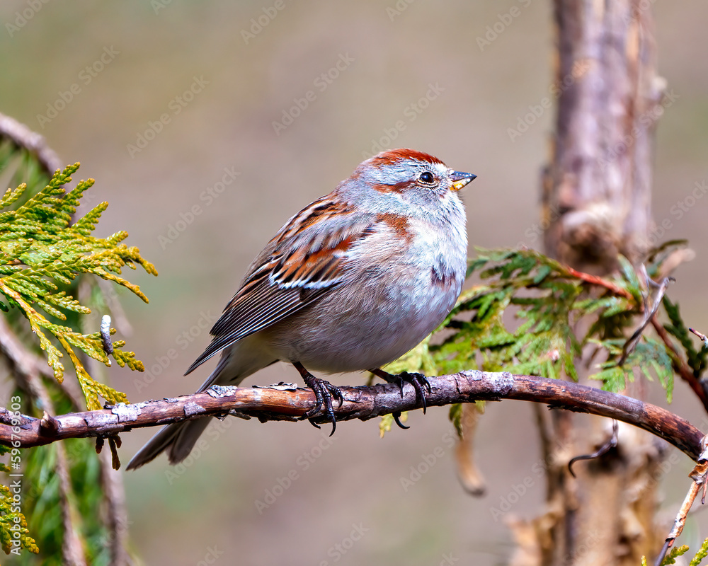 Chipping Sparrow Photo and Image. Sparrow perched on a cedar tree branch in its environment and habitat surrounding. Chipping Sparrow Photo and Image. Sparrow perched on a cedar tree branch in its environment and habitat surrounding.