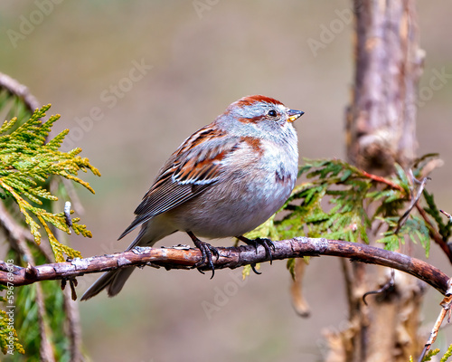 Chipping Sparrow Photo and Image.  Sparrow perched on a cedar tree branch in its environment and habitat surrounding.