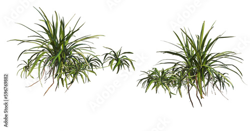Various kinds of fern in the garden on transparent background