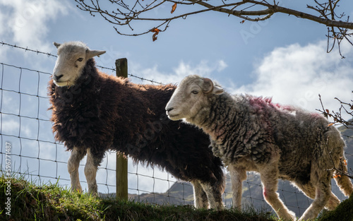 Seatoller Sheep photo