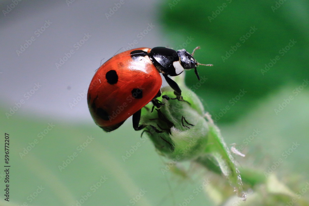Fototapeta premium coccinella solitaria