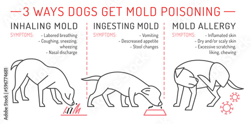 Three ways dogs get mold poisoning. Vector illustration