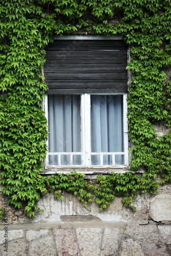 Old window on the house and green ivy on the wall