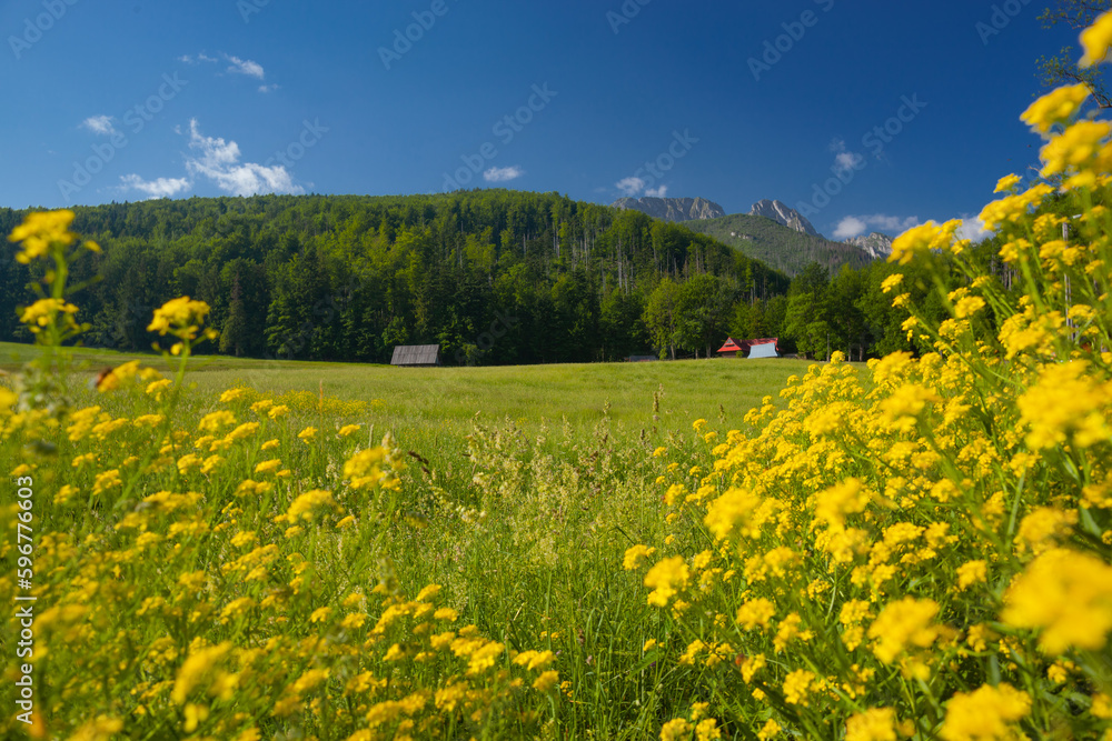Bacówka pod Reglami w Zakopanem i okolice. Żółte polne kwiaty na tle łąki i zalesionych gór. 