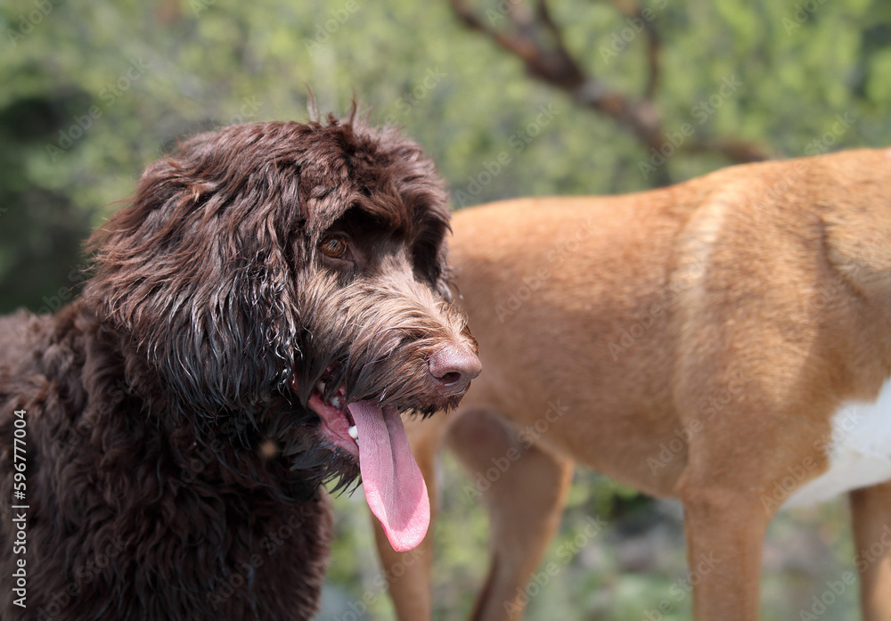 Fototapeta premium Happy Labradoodle dog with tongue sticking out during a walk outside. Cute fluffy puppy dog enjoying the view with a dog friend. Brown, 6 months old female Australian Labradoodle. Selective focus.