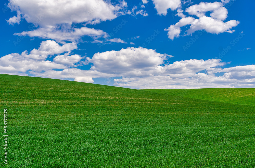 A field of green young winter crops under a blue sky with clouds. Windows XP style wallpaper A field of green young winter crops under a blue sky with clouds. Windows XP style wallpaper