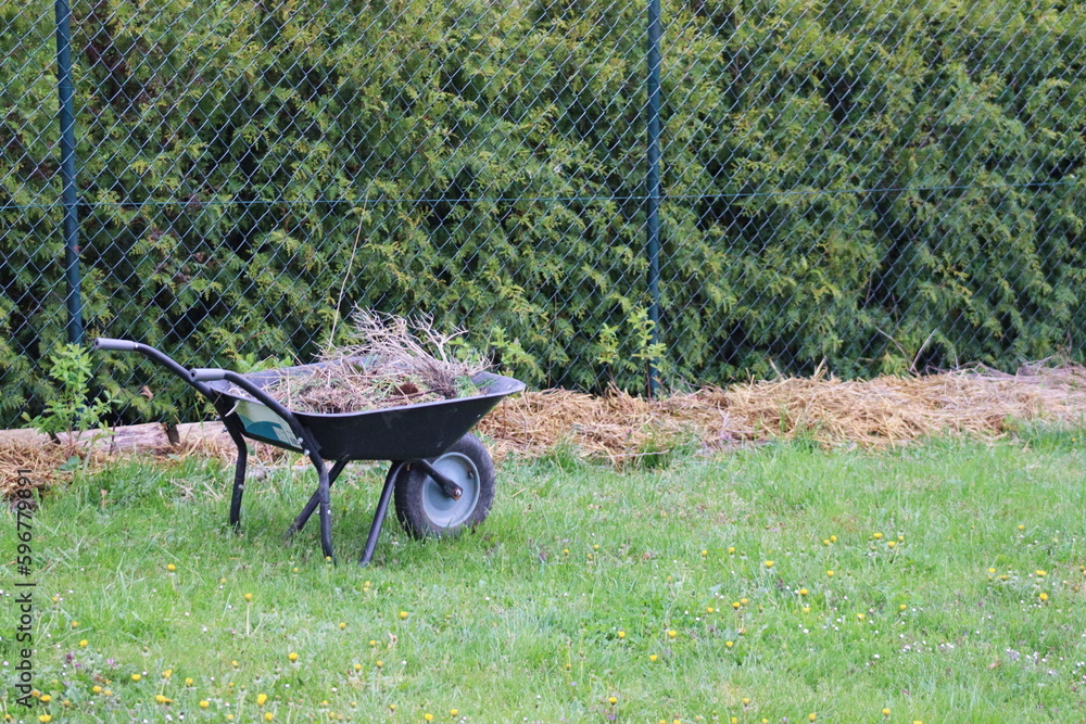A wheelbarrow full of grass and couch grass A wheelbarrow full of grass and couch grass