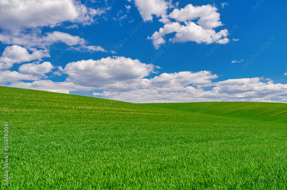 A field of green young winter crops under a blue sky with clouds. Windows XP style wallpaper