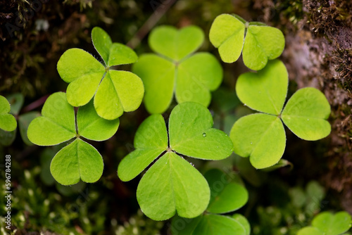 Wood sorrel (Oxalis acetosella), is a rhizomatous flowering plant in the family Oxalidaceae. Macro close up of a bunch of bright green heart shaped leaves in a german garden in springtime, April.