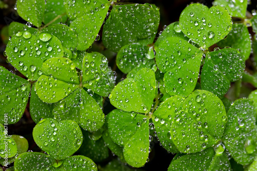 Wood sorrel (Oxalis acetosella), is a rhizomatous flowering plant in the family Oxalidaceae. Macro close up of  wet bright green heart shaped leaves with water dew drops after a spring shower in April photo