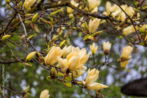 Vászonkép A magnolia tree in bloom in the city center of Ravensburg in Baden Wuerttemberg