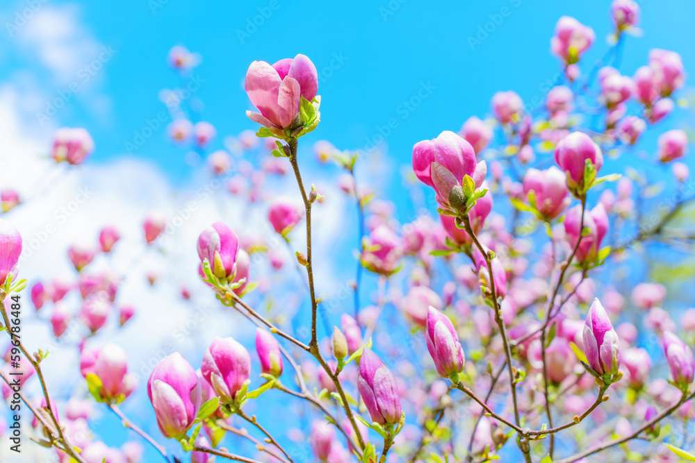 Pink Magnolia Tree in Full Bloom against Blue Sky